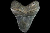 Bargain, Fossil Megalodon Tooth - North Carolina #86961-2